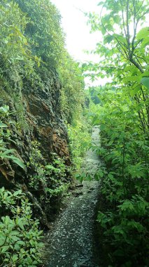 Yoğun yapraklar ve Smoky Dağları 'ndaki engebeli yamaçlar arasında sıkıca esen kayalık bir dağ yolu..