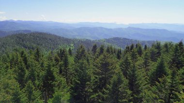 Büyük Smoky Dağları Ulusal Parkı 'nda geniş katmanlı dağ sırtı ve sık yeşil orman manzarası.
