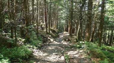 Engebeli, güneşli bir patika Smoky Dağları 'ndaki yoğun bir çam ağacından geçer..