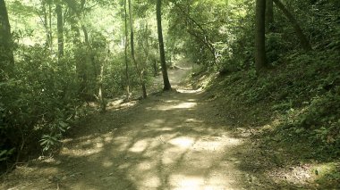 Bereketli yeşil ve uzun ağaçlarla çevrili, güneşli bir ormanın içinden geçen huzurlu bir toprak yol..