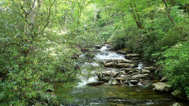 Dağ deresi, yoğun yeşil orman ve rhododendron ile çevrili yosunlu kayaların üzerinde yuvarlanıyor..