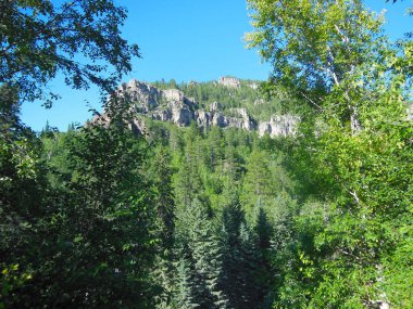 Güney Dakota 'da açık bir yaz gününde yoğun bir çam ormanının üzerinde engebeli bir kaya oluşumu yükselir..