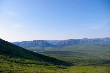 Alaska 'daki Denali Ulusal Parkı' nda açık mavi gökyüzünün altında yeşil vadi ve uzak karlı tepelerin geniş manzarası
