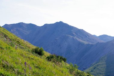 Yaz çiçekleriyle kaplı yeşil yamaç, açık gökyüzünün altındaki Denali Ulusal Parkı 'ndaki kayalık tepelere doğru yükseliyor.