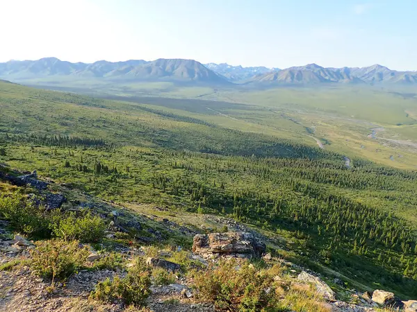 Denali Milli Parkı 'nda geniş bir alp manzarası var. Katmanlı sırtları, kıvrımlı nehirleri ve karlı tepelere uzanan yoğun ladin ormanları var..