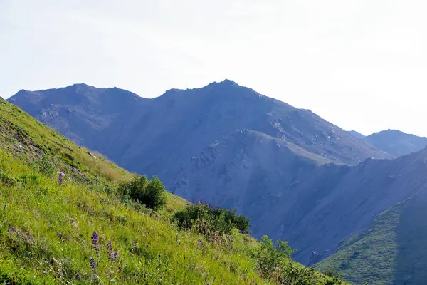 Yaz çiçekleriyle kaplı yeşil yamaç, açık gökyüzünün altındaki Denali Ulusal Parkı 'ndaki kayalık tepelere doğru yükseliyor.