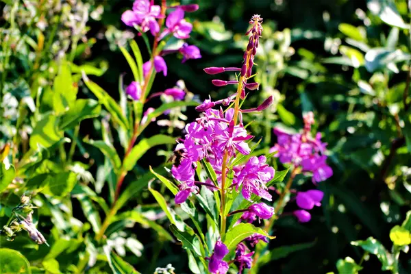 Alaska, Denali Ulusal Parkı 'nda yaz aylarında çiçek açarken yakalanan arı nektarıyla canlı ateş otları çiçek açar.