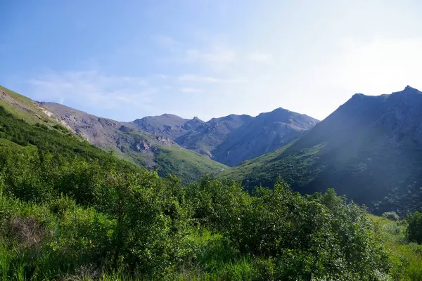 Alaska, Denali Ulusal Parkı 'nda engebeli dağların çerçevelediği yemyeşil bir vadi. Parlak bir yaz gökyüzünün altında.