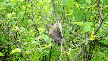 Yoğun bir tırtıl ağ yuvası, Minnesota 'daki Blue Mound State Park' ında bahar yaprakları arasında bir dala tutunur..