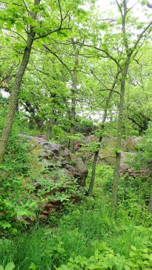 Ağaçlar Minnesota 'daki Blue Mound State Park' tan sık bir orman sahnesinde yosun kaplı kuvart kayalarının üzerinde yükseliyor..