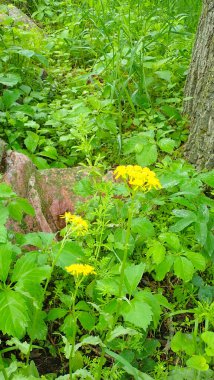 Parlak sarı kır çiçekleri, Minnesota 'daki Blue Mound State Parkı' ndaki kuvarsit kayalarının yakınındaki yoğun yeşil yaprakların arasında çiçek açar..