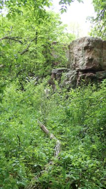 Minnesota 'daki Blue Mound State Parkı' nın arka planında yükselen engebeli kuvarsit kayalıkları olan bir tırtıl ağ yuvası yemyeşil ormanların arasında yer alır..