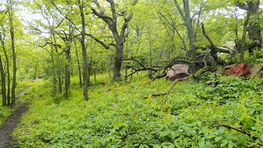 Minnesota 'daki Blue Mound State Parkı' nda kızıl kaya çıkıntılarının yakınındaki uzun ağaçlar ve eğri dallardan oluşan bir ormanda toprak bir patika esiyor..