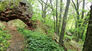 Minnesota 'daki Blue Mound State Parkı' ndaki sık ağaçların arasından geçen orman patikasının yanında büyük bir yosun kaplı kuvarsit kayası duruyor..