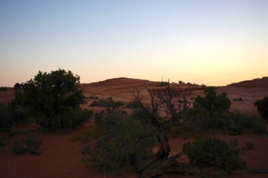 Şafak öncesi ışıltı kum, çalı çırpı ve Utah Arches Ulusal Parkı 'nda çarpık bir çöl ağacını aydınlatır.