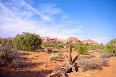 Utah, Arches Ulusal Parkı 'nda, parlak bir gökyüzünün altında çöl çalıları ve kumtaşı tepeleri arasında bir ağaç gövdesi dinleniyor.