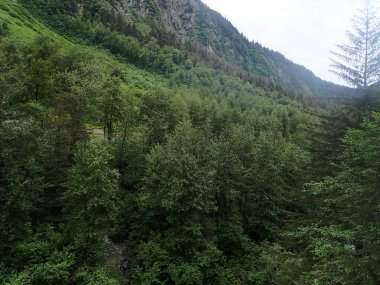 Bereketli yeşil orman, Juneau, Alaska 'daki Mendenhall Buzulu yakınlarında bir dağ vadisi boyunca uzanır.