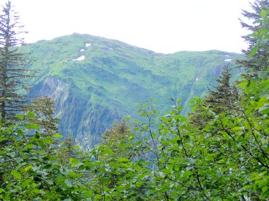 Yaz yaprakları boyunca yemyeşil dağ Juneau, Alaska 'da Roberts Dağı yakınlarında görüldü.