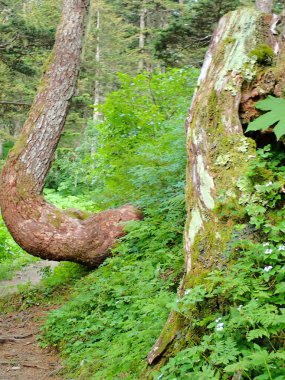 Alaska, Juneau yakınlarındaki yemyeşil bir ormanda çarpık ağaç gövdesi kemerleri.