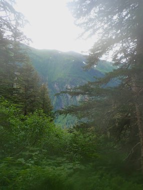 Dağ manzarası, Juneau, Alaska yakınlarındaki Roberts Dağı 'ndaki ağaçların ve sık ormanların arasından görülüyor.