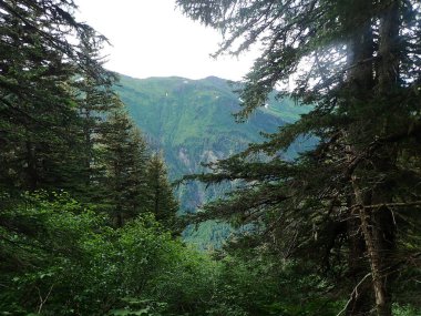 Alaska, Juneau yakınlarındaki Roberts Dağı 'ndaki sık ormanlardan geçen yemyeşil bir Alp Vadisi manzarası