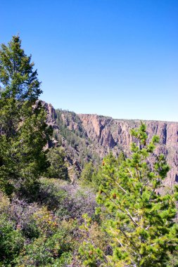 Çam ağaçları ve çalı çerçevesi Gunnison 'un engebeli uçurumları bulutsuz Colorado gökyüzünün altında.