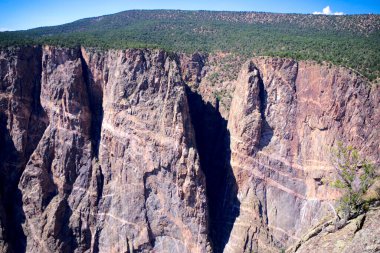 Geniş çizgili kanyon kayalıkları, Gunnison 'un Kara Kanyonu' ndaki sık bir ormanın altında berrak gökyüzünün altında yükseliyor.