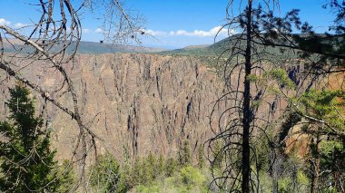 Ağaç dalları, Gunnison 'un Kara Kanyonu' ndaki dik kaya duvarlarını berrak mavi bir gökyüzünün altına kurar.