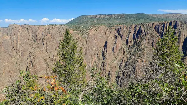 Gunnison Ulusal Parkı 'ndaki Kara Kanyon' da yeşil çam ağaçlarının arkasında dik kanyon kayalıkları yükseliyor.