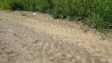 Çorak Topraklar Ulusal Parkı 'nda açan sarı kır çiçeklerinin yanında dalgalı çamur dokuları ve sığ su birikintileri.
