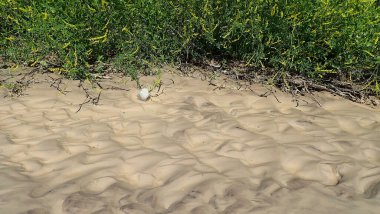 Çorak Topraklar Ulusal Parkı 'ndaki sarı çiçekli çayır bitkilerinin yanındaki dalgalı çamur oluşumlarının ayrıntılı görüntüsü