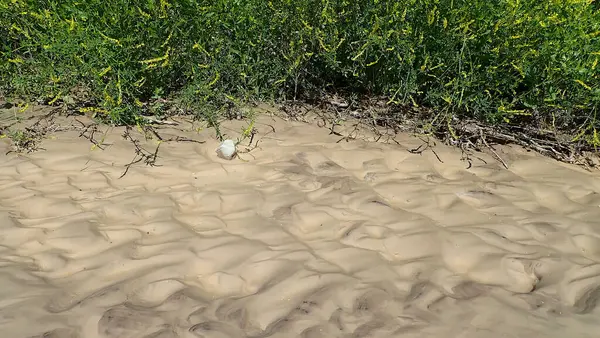 Çorak Topraklar Ulusal Parkı 'ndaki sarı çiçekli çayır bitkilerinin yanındaki dalgalı çamur oluşumlarının ayrıntılı görüntüsü