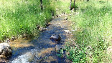 Düz kayaların aktığı sığ akarsu ormandaki uzun yeşil çimenler ve ağaçların arasından yavaşça akıyor.