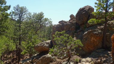 Güneşli çam ağaçları ve engebeli kayalar desenli kaya yüzeyleri ile dramatik bir orman manzarası yaratır.