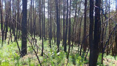 Yanmış ağaç gövdeleri, güneşli bir orman yamacında alevler içinde iyileşmekte olan taze yeşil çalılıklara karşı dururlar.