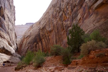 Küçük bir yürüyüşçü, Capitol Resifi Ulusal Parkı Utah 'ta parlak bir gökyüzünün altında mineral çizgili kumtaşı duvarlarla çevrili kuru bir çöl akıntısından geçer.