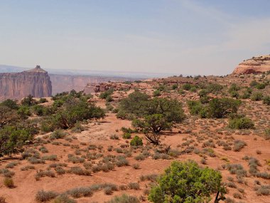 Canyonlands Ulusal Parkı manzarası. Önünde çöl bitkileri, uzaktan kumtaşı uçurumları ve solunda dramatik bir oluşum var..