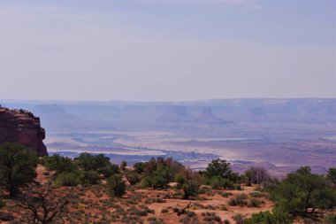 Utah, Canyonlands Ulusal Parkı 'nda katmanlı kanyon manzarası, önplanda çöl bitkileri ve sisli bir gökyüzünün altında kumtaşı popolar..