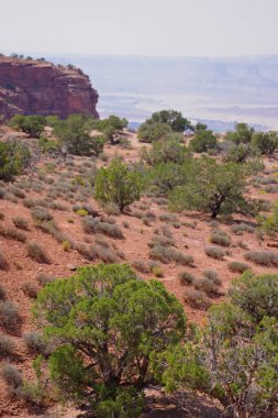 Öndeki çöl çalıları ve kızıl kaya kayalıkları ve Utah Canyonlands Ulusal Parkı 'ndaki uzak popoları olan ardıç ağaçları..