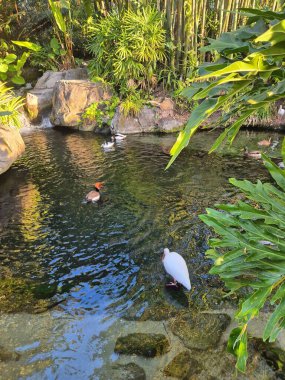 Farklı kuş türlerinin suda huzur içinde yüzdüğü yemyeşil bir doğal ortamda sakin bir göl sahnesi. Etrafındaki yaprakların ve kayaların yansıması huzurlu ve uyumlu bir ortam yaratır. Güneş ışığı sahneyi aydınlatır, ikna eder.