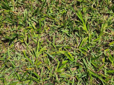 Bahçe arkaplan dokusu. Taze kesilmiş yeşil çimenler.