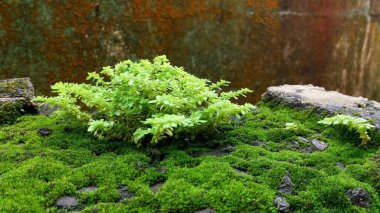 Fotoğrafta, terk edilmiş bir mangal partisinde yosunlarla birlikte büyüyen küçük bir yabani otumuz var..