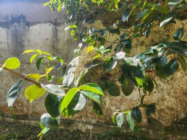 Ağacın dallarında küçük bir kuş yuvası.