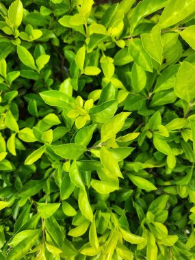 Parlak yeşil bir yaprak tabakası. Taze yapraklar canlı ve sağlıklı görünüyor. Doğa ve yenilenme hissi veriyor..