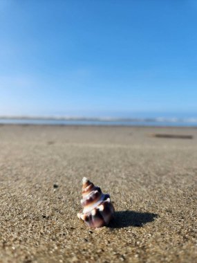 Güzel renkli bir deniz kabuğu kumsalın kumsalında yatıyor, arkasında deniz var. Açık mavi gökyüzü ve güneş ışığı huzurlu bir atmosfer yaratır. Rahatlamak ve doğal güzelliğin tadını çıkarmak için mükemmeldir..