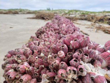 Görüntü deniz yaşamının eşsiz güzelliğini ve kabukların karmaşık detaylarını aktarıyor. Doğa aşıkları için mükemmel bir ortam yaratıyor..