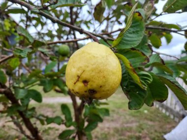 Olgun bir guava, canlı yeşil yapraklarla çevrili bir ağaç dalına asılır. Meyvenin, olgunluğunu gösteren bazı lekeleri olan sarı bir derisi vardır..