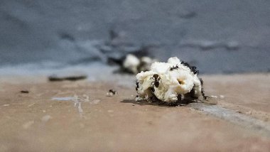 Bir grup karıncanın yakın çekim görüntüsü yerdeki patlamış mısırın etrafında toplandı. Görüntü, karıncalar ve yiyecekler arasındaki etkileşimi yakalar..
