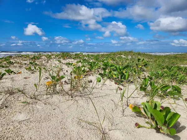 Açık kumlu güzel bir sahil manzarası, küçük yeşil bitkilerin kum dalgaları arasında yetiştiği bir yer. Denizin dalgaları arka planda görülebilir..