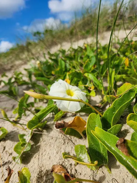 Narin beyaz bir çiçek yeşil bitki ve kum arasında tek başına duruyor. Doğanın güzelliği huzurlu ve huzurlu bir anda yakalanır..